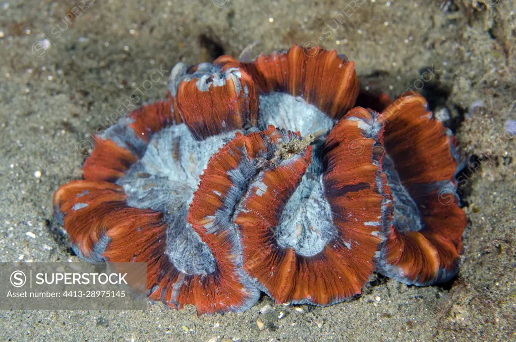 Open Brain Coral (Trachphyllia geoffroyi), Rhino City dive site, Ambon, Maluku, Indonesia, Banda Sea