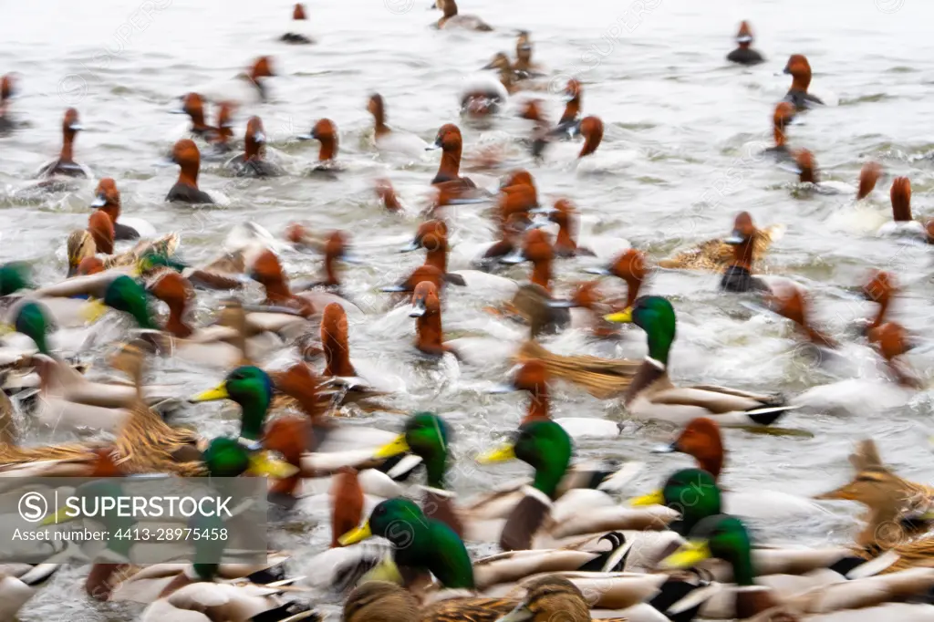 Mallard (Anas platyrhynchos) and Pochard (Aythya ferina) diving in water, England