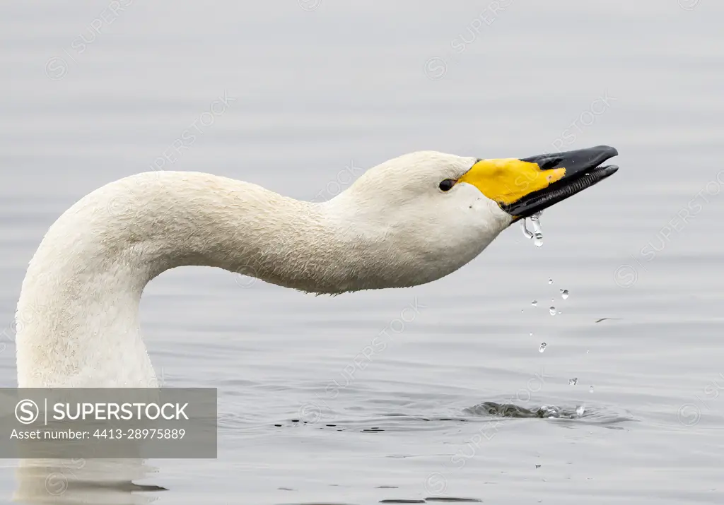 whooper swan (Cygnus cygnus) drinking, England