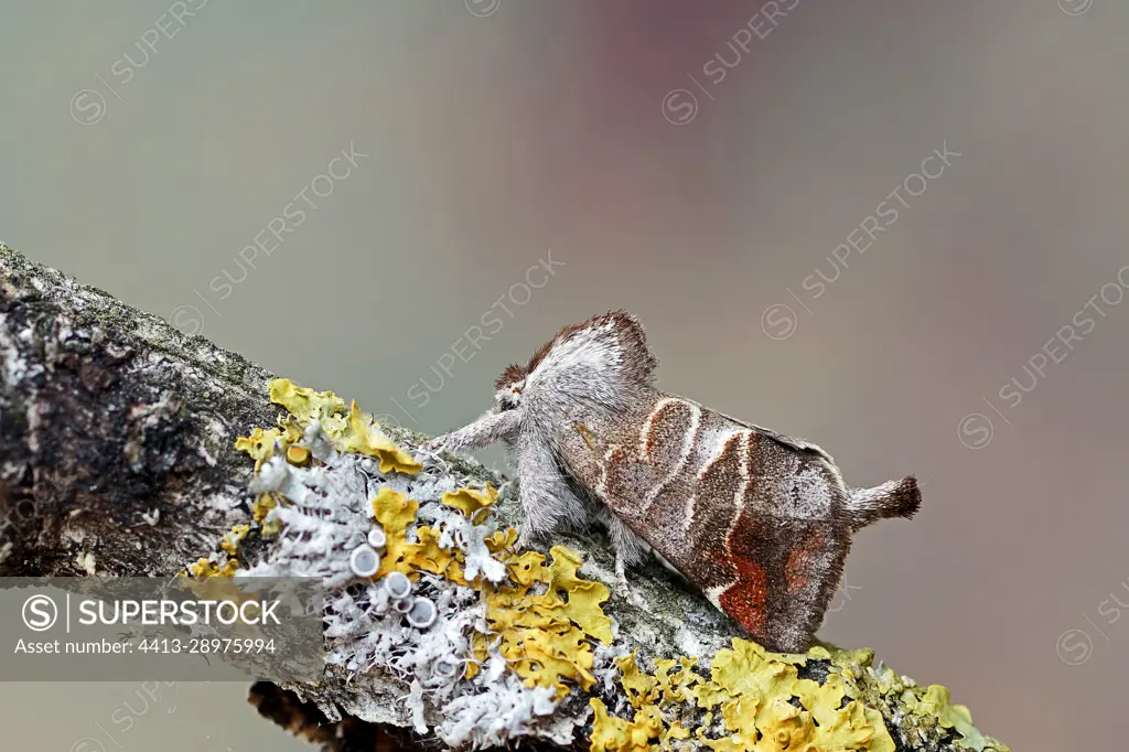 Small Chocolate-tip (Clostera pigra), moth on wood, side view, Gers, France.