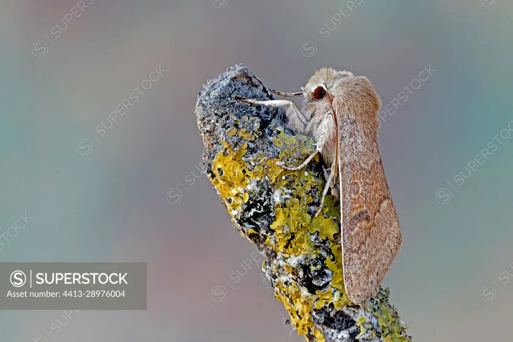 Blossom Underwing (Orthosia miniosa), moth on wood, top view, Gers, France.