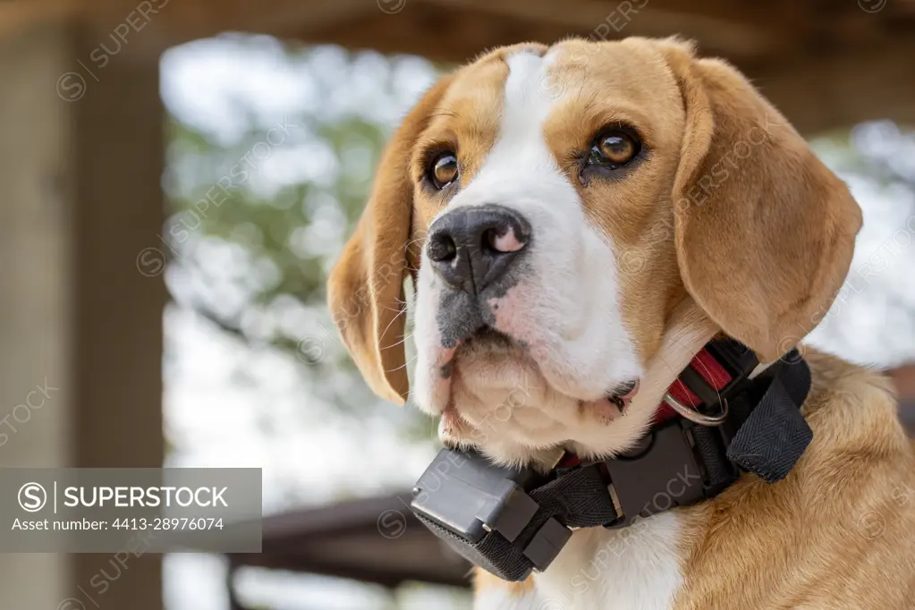 Shock collar 2025 for beagle