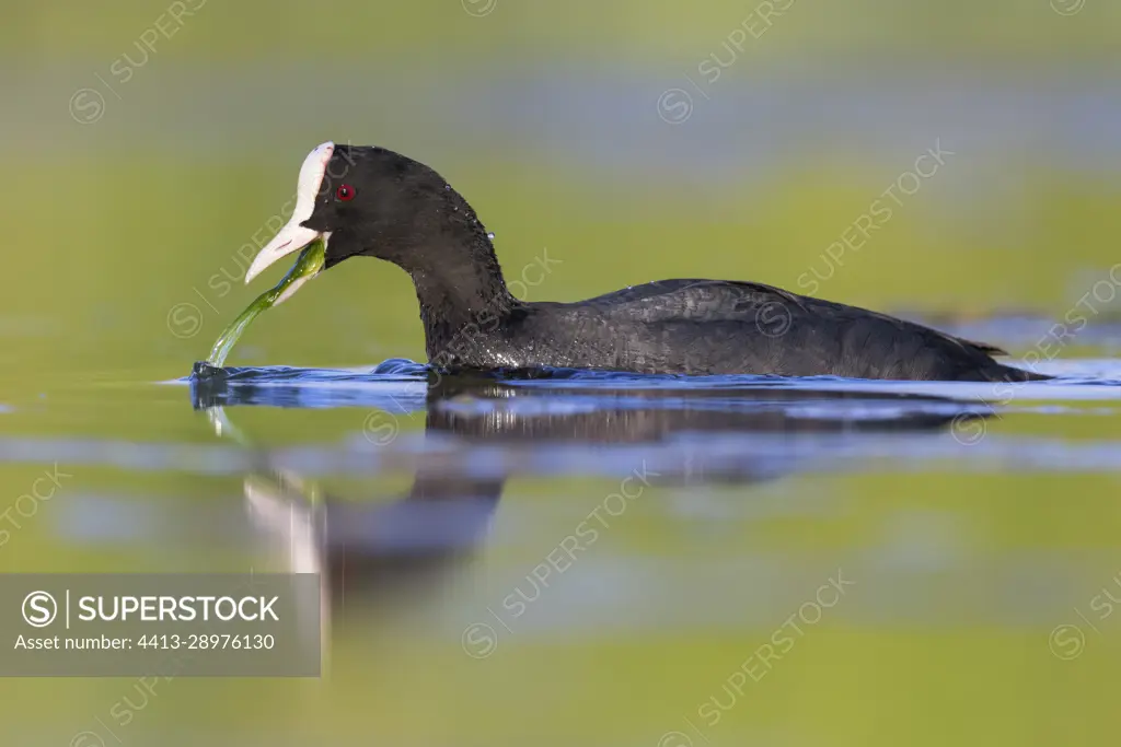 Eurasian Coot (Fulica atra), side view of an adult feeding on plants, Campania, Italy