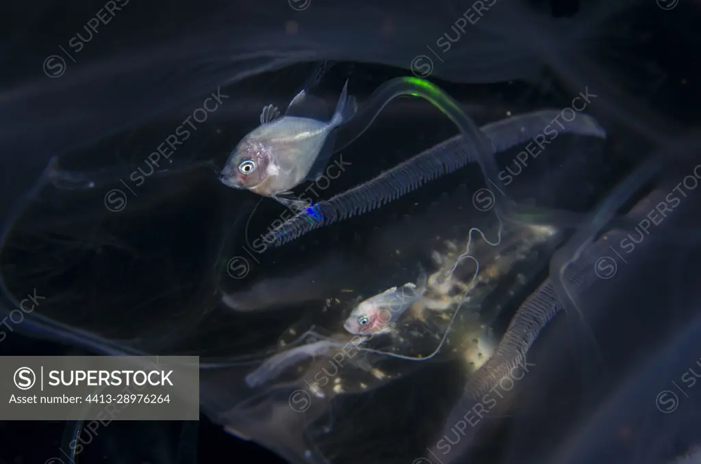 Pair of small fish inside Comb Jelly (Cydippida Order), Blackwater night  dive, Seraya, Karangasem, Bali, Indonesia - SuperStock