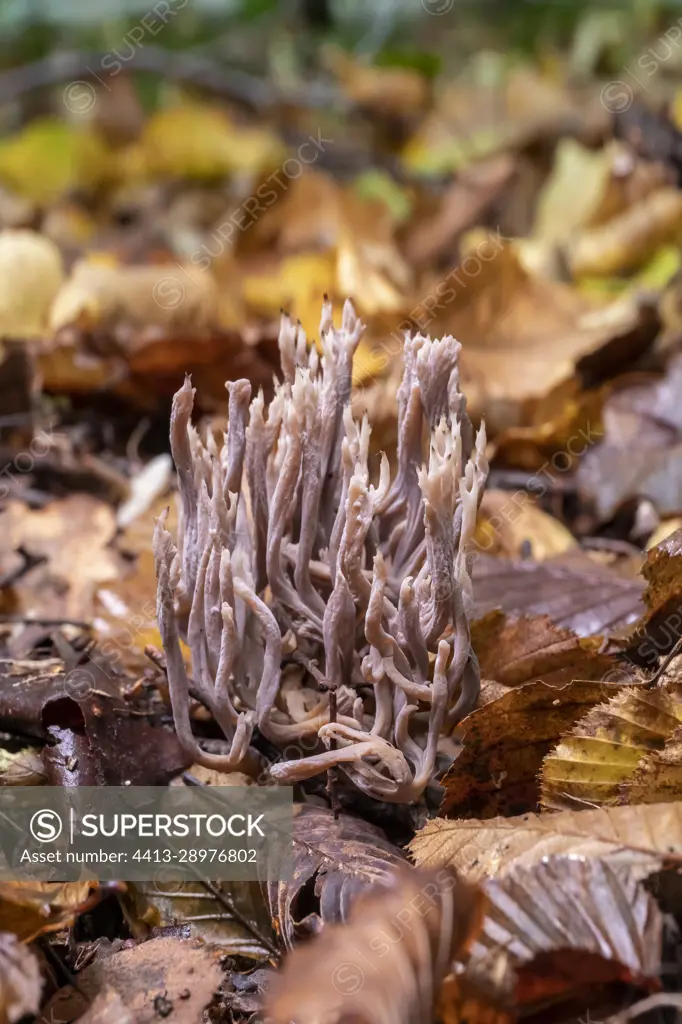 Grey Coral Fungus (Clavulina cinerea) or Upright Coral fungus (Ramaria stricta) to be confirmed, in a lowland deciduous forest in autumn, Foret de la Reine massif near Ansauville, Lorraine, France
