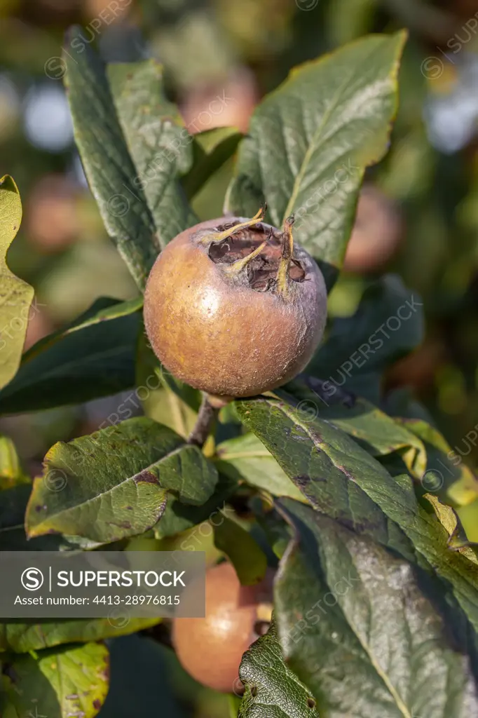 Medlar (Mespilus germanica) maturing fruit, Cotes-d'Armor, France