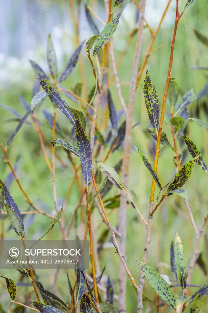 Common Osier (Salix viminalis) affected by willow black spot, caused by Marssonina salicigena.