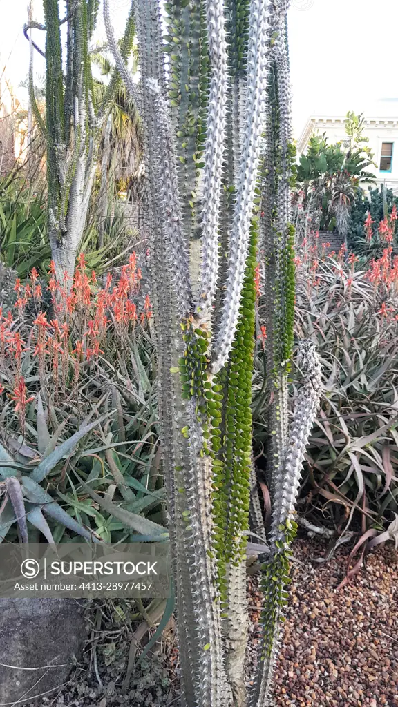 Alluaudia (Alluaudia montagnacii), Botanical Gardens, Sydney, Australia