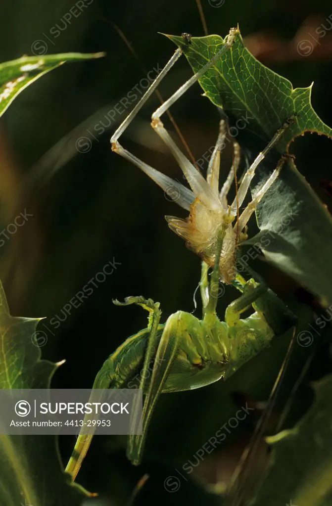 Last moulting of a Great Green Bush-Cricket Austria