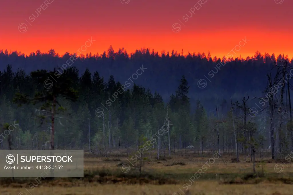 Finnish forest at twilight Kainuu Finland