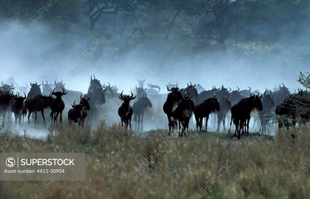 Blue Wildebeest Ngorongoro crater Tanzanie