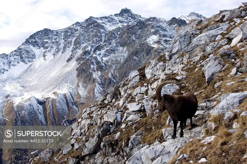 Male Ibex on the rocks France