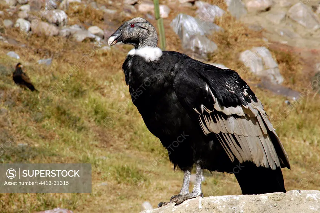 Young Condor of the Andes put on a stone Andes