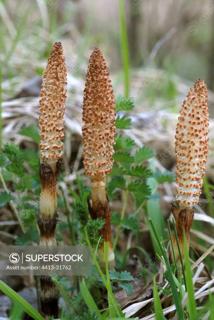 Ears of Giant horsetails Alsace France