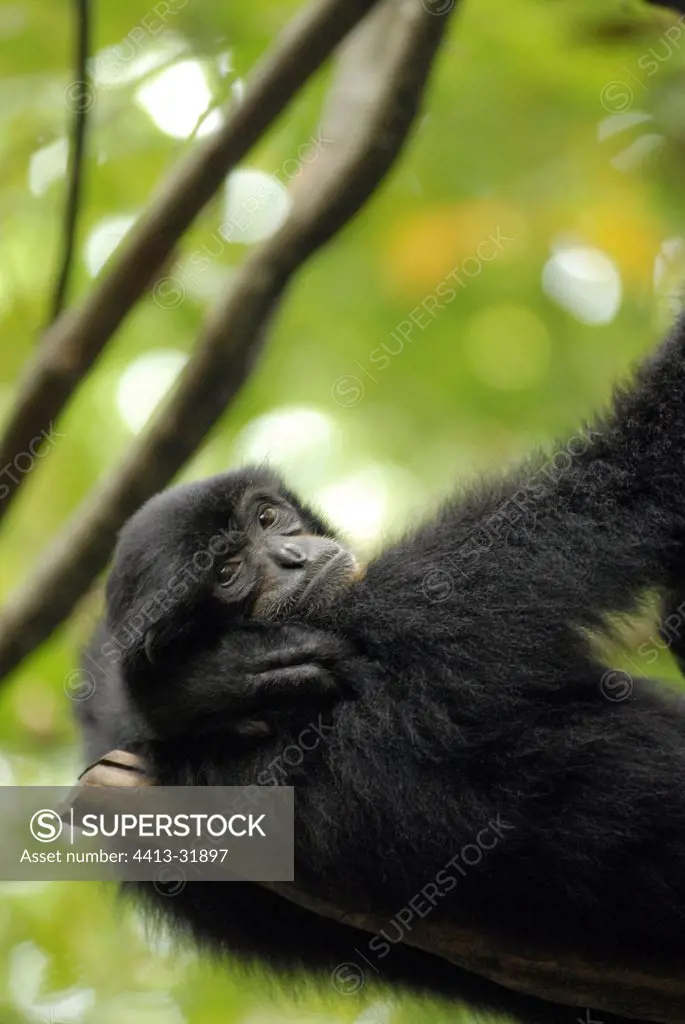 Female Siamang on a branch in Sumatra