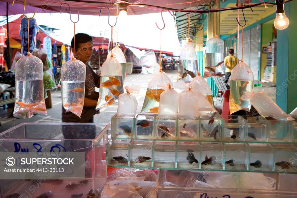 Sale of aquarium fishs in the market of Kuching Borneo