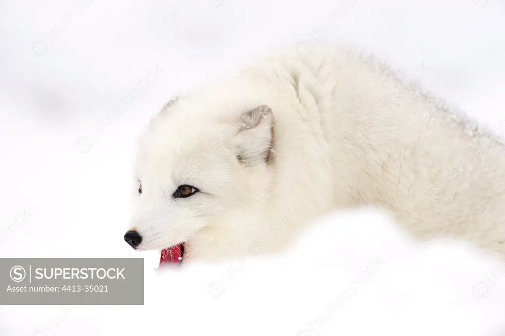 Threatening attitude of an Arctic fox