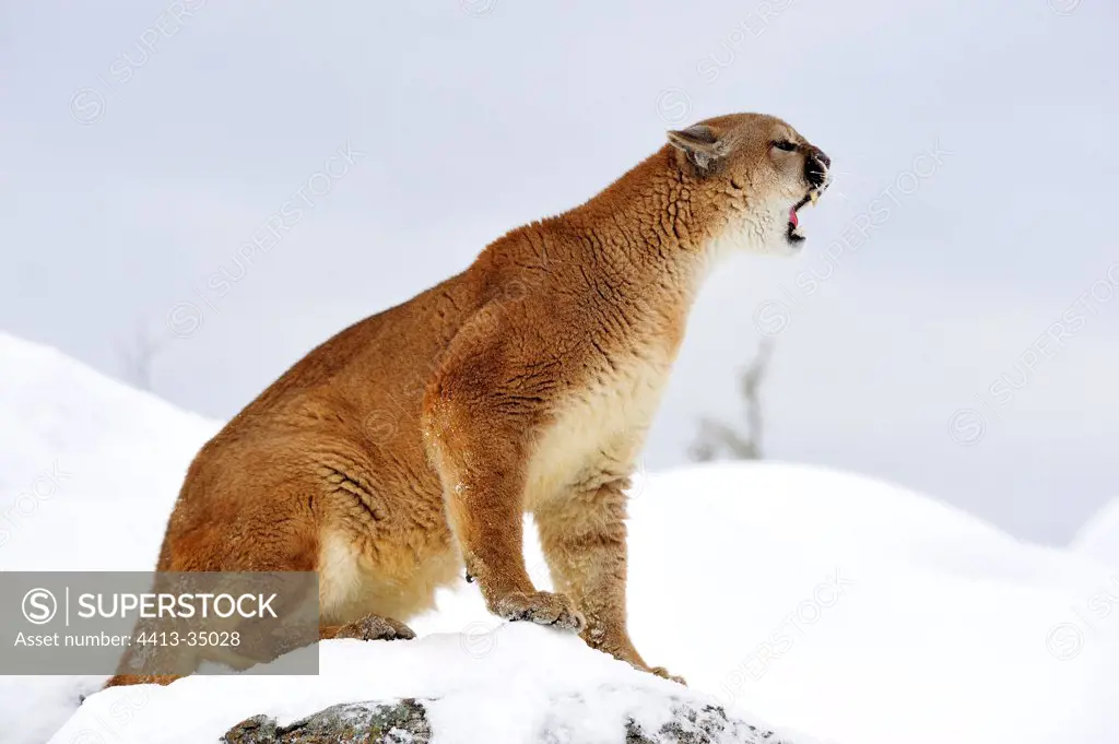 Montain Lion growling on a snow-covered ridge