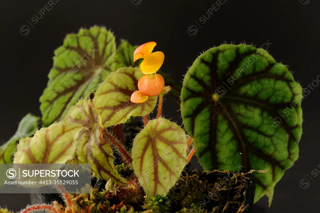 Begonia (Begonia quadrialata ssp.nimbaensis) spotted in 1979 and discovered in 2012 in Guinea near the Nimba Mountains.