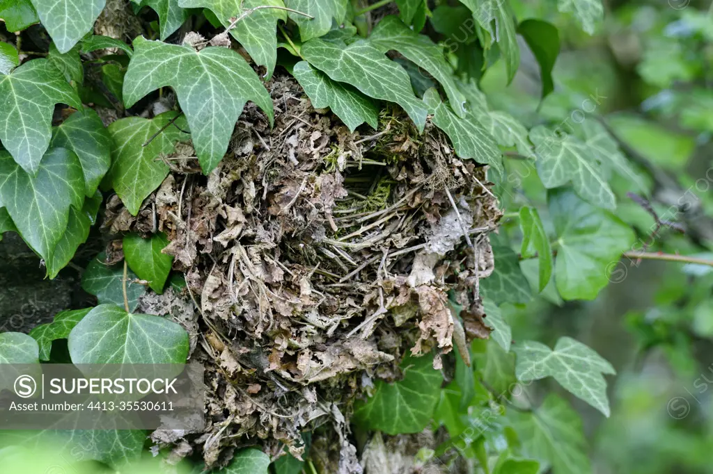 Wren nest (Troglodytes troglodytes) in ivy, Doubs, France