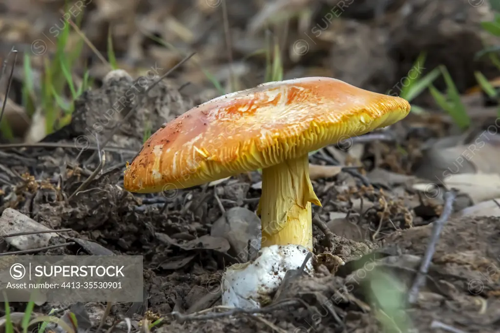 Caesar's Mushroom (Amanita caesarea) in a pine forest clearing in spring, Plaine des Maures near Les Mayons, Var, France