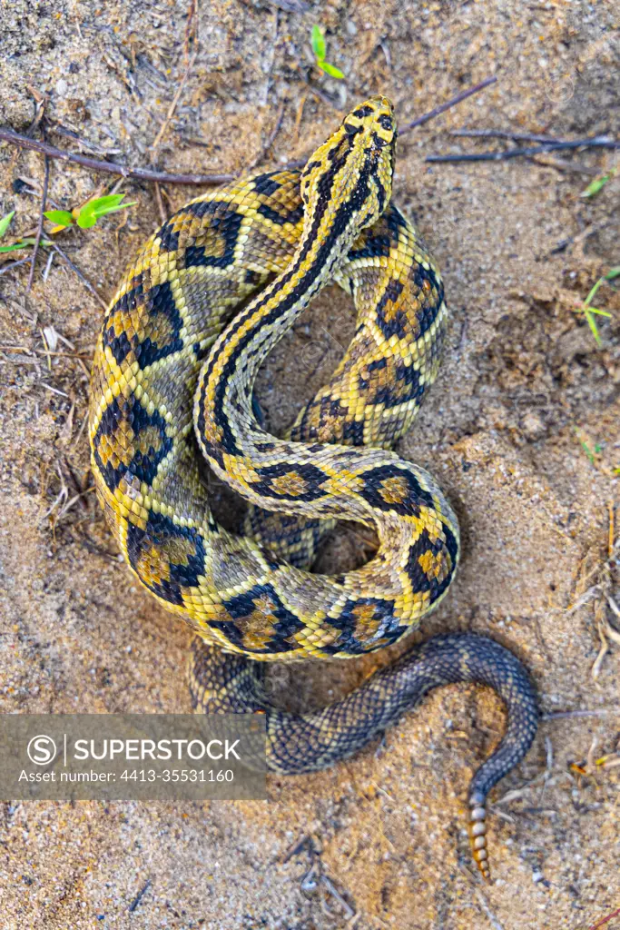 Neotropical rattlesnake (Crotalus durissus) in a savannah, Kourou, French Guiana