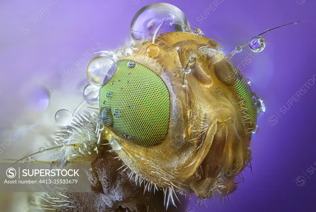 Head of fruit fly (Tephritidae sp.)