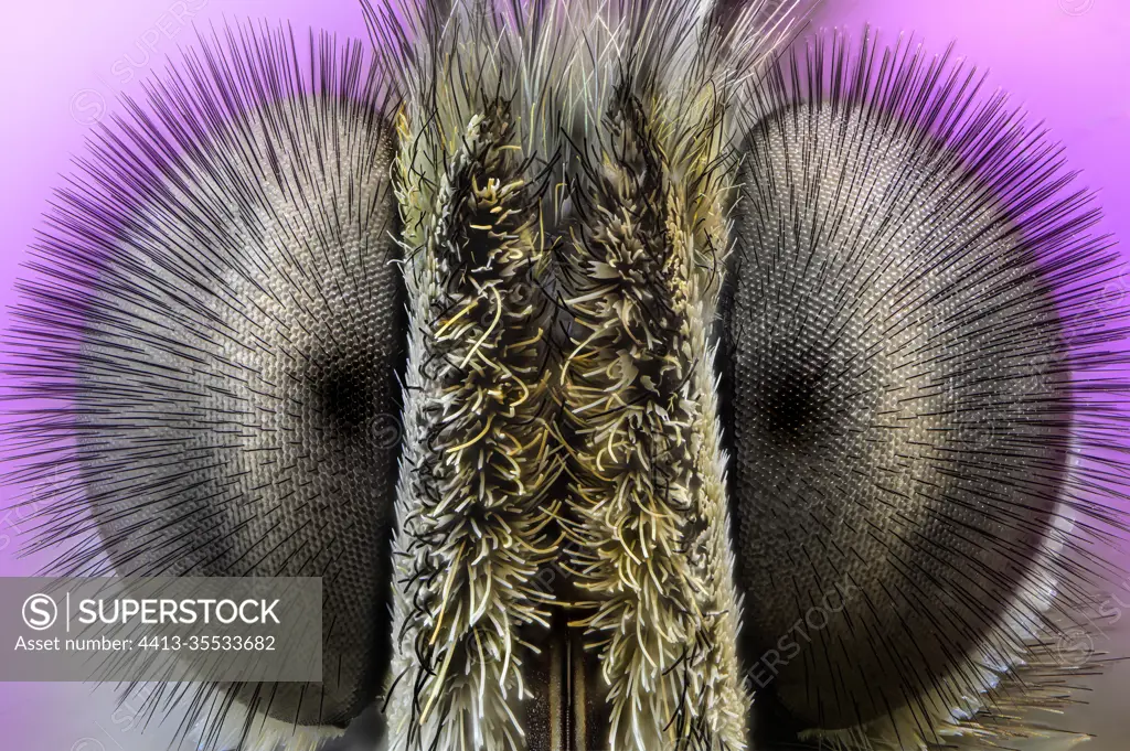 Speckled wood butterfly (Pararge aegeria) eyes. Focus stacking of 160 images