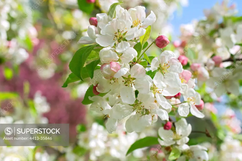 Apple tree 'Everest' in bloom in a garden