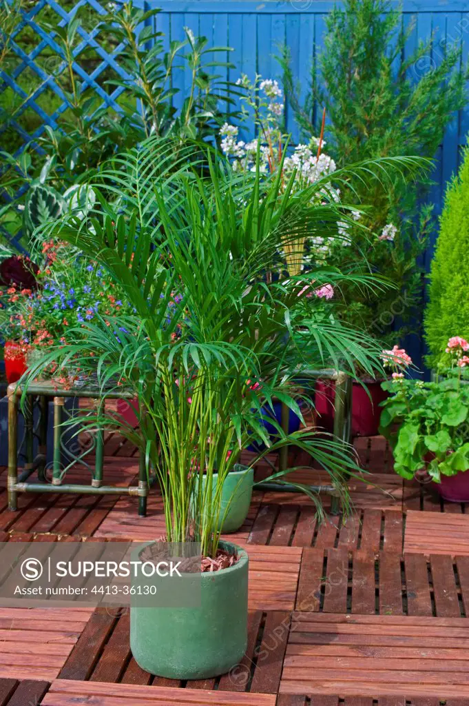 Kentia palm on a garden terrace