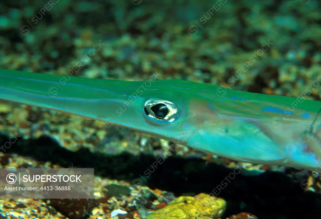 Eye of Bluespotted Cornetfish Malpelo Colombia Pacific Ocean