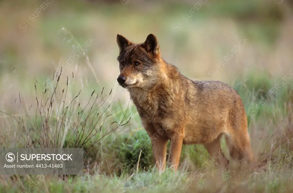 Iberain wolf Spain