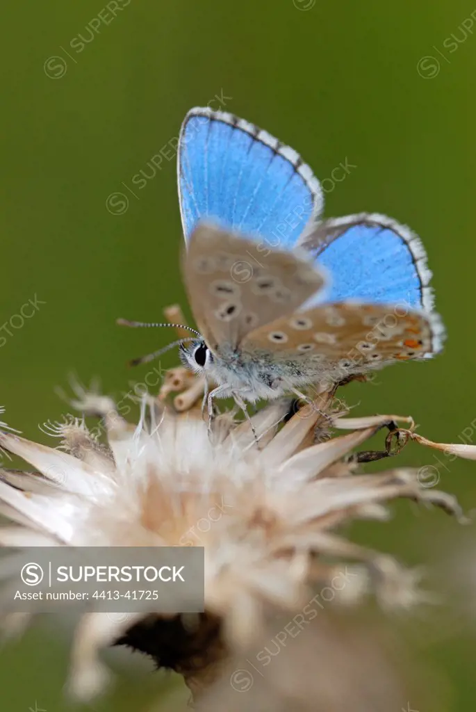 Portrait of a male Adonis Blue landed on an inflorescence