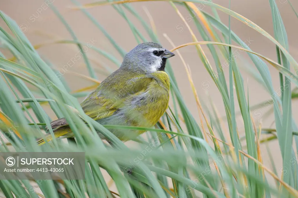 Canary-winged Finch male Falkland Islands