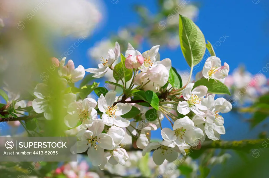 Apple tree 'Everest' in bloom in a garden