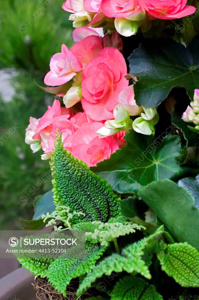 Begonia en fleur and Grey Artillery Fern