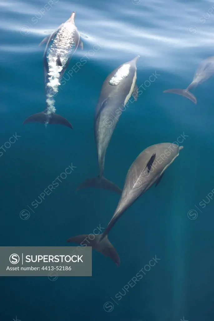 Dolphins in various stages of exhaling Gulf of California