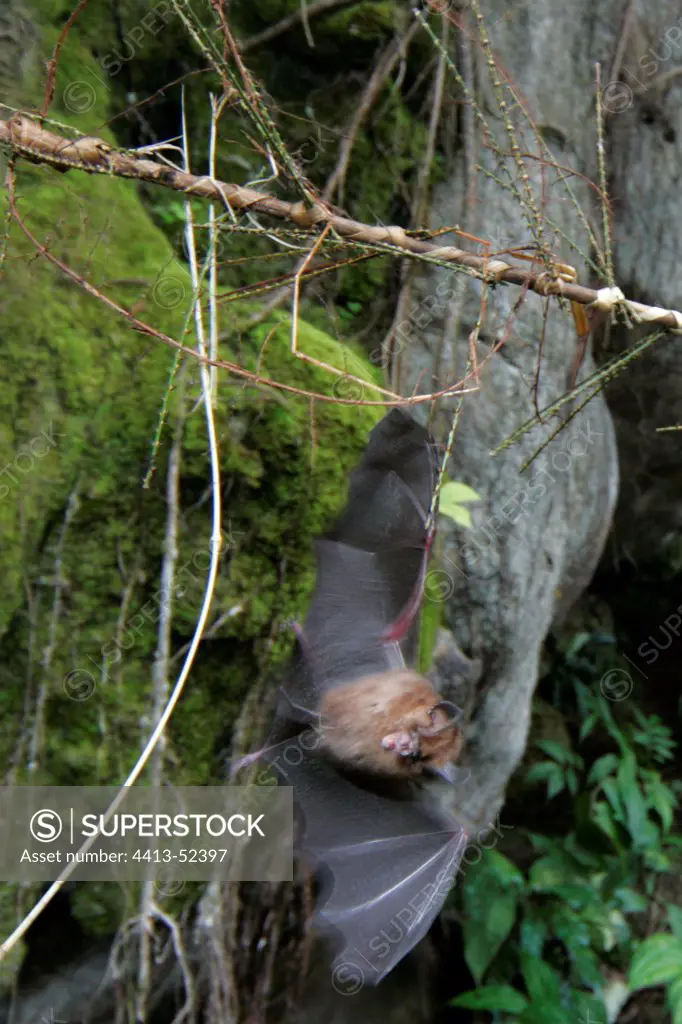 Bat captured in caves Tau't Batu Palawan Philippines