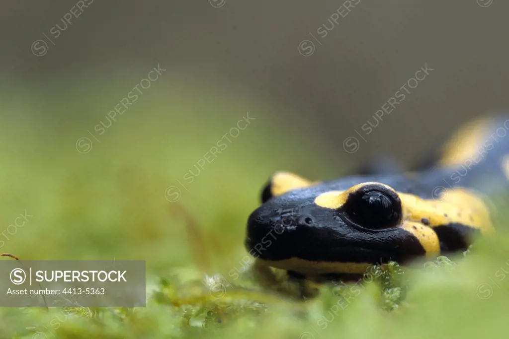 Speckled Salamander in a forest France