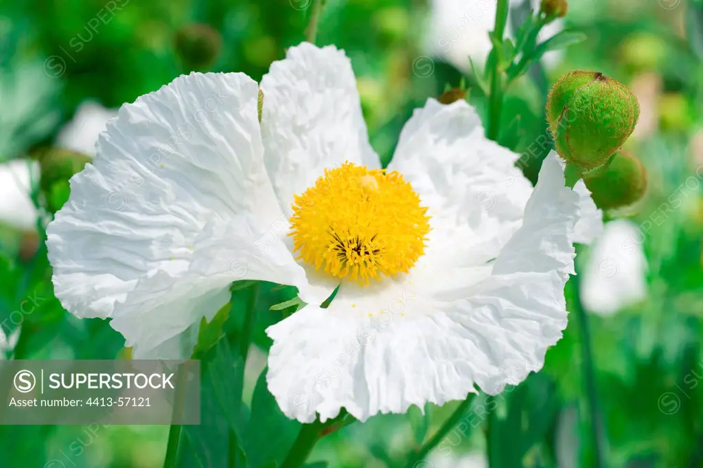 Matilija Poppy in bloom in a garden