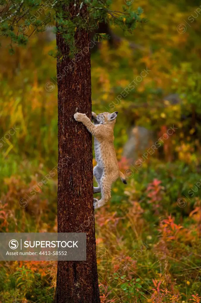 Eurasian Lynx climbing along a trunk Lapland Finland