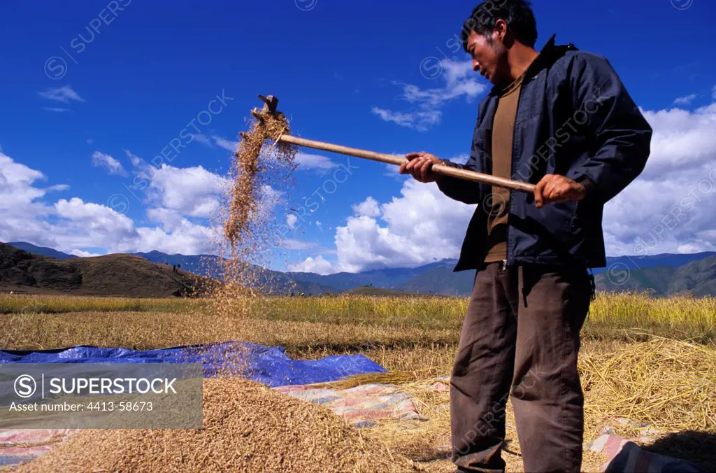 Farmer Moso stirring the rice for threshing Yunnan China