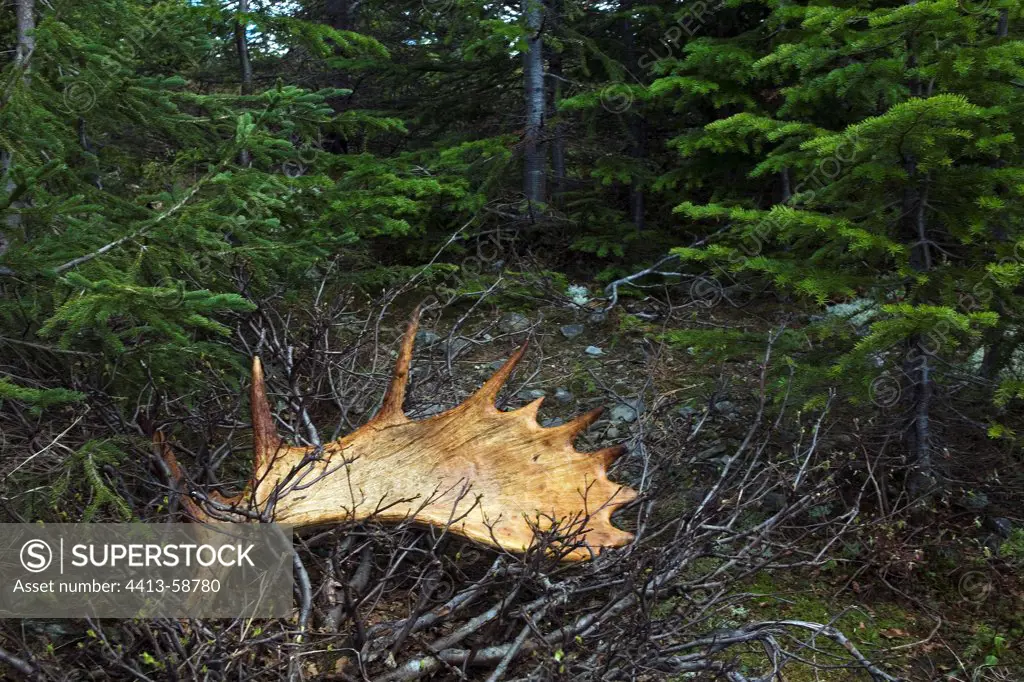 Antlers lost by an Elk in Gaspésie NP QuebecCanada