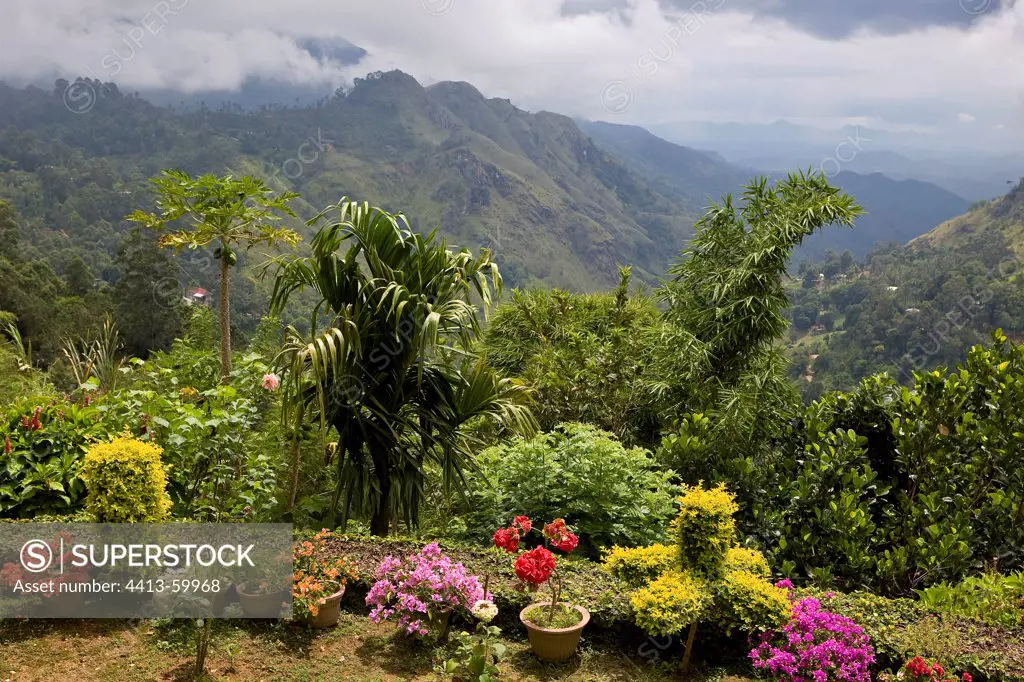 Floral border to mountain landscape Sri Lanka