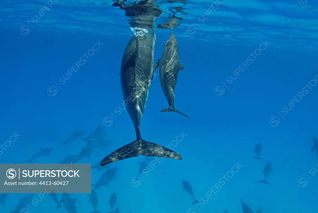 Spinner Dolphins female and calf Egypt Red Sea