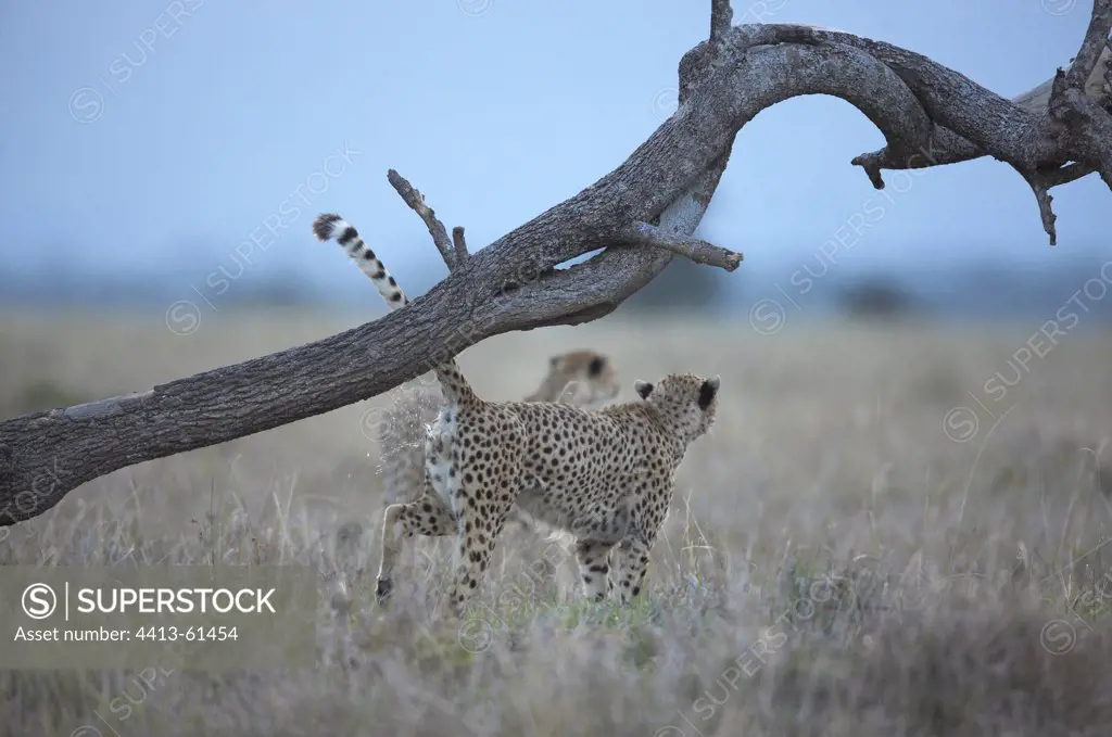 Cheetah urinating on the trunk of a dead tree Masai Mara