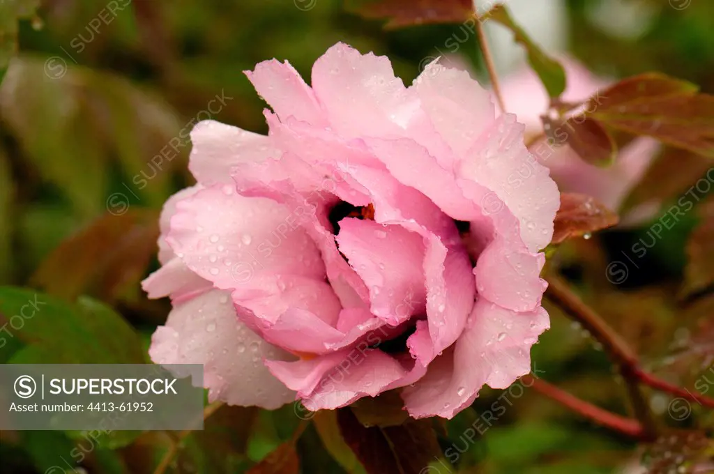 Peony flower variety 'Fen Zhou Chou' Gers