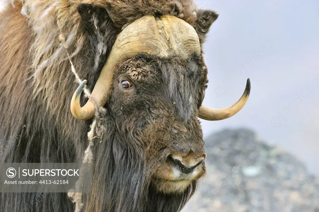 Yak Portrait -  Canada