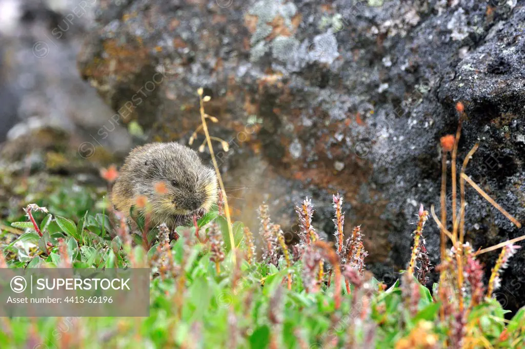 Lemming eating flowers near his burrow Somerset Island