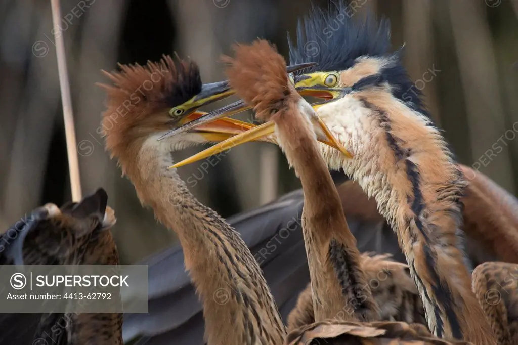 Feeding of young Purple Herons Dombes france